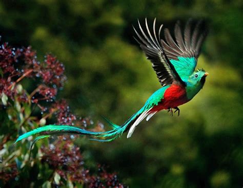 Most Beautiful Birds In Costa Rica Guide Photos Sand In My Suitcase