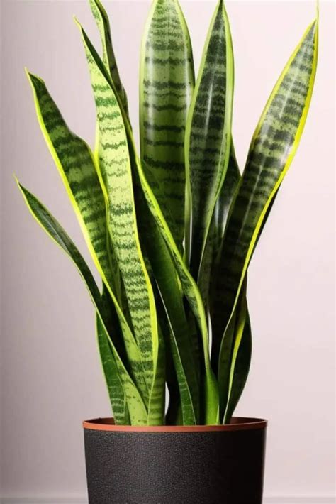 How to Care for Snake Plants (Sansevieria) – Snappy Living