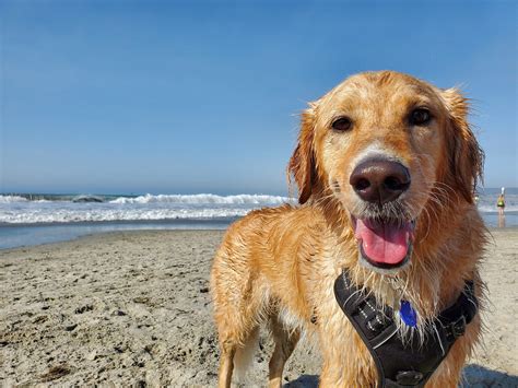 What Is The State Dog