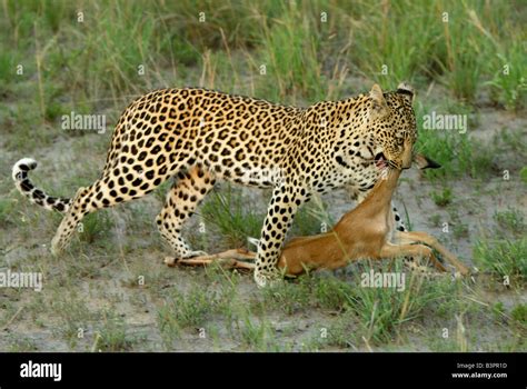 Leopard Panthera Pardus Female Adult With Prey Sabi Sand Game