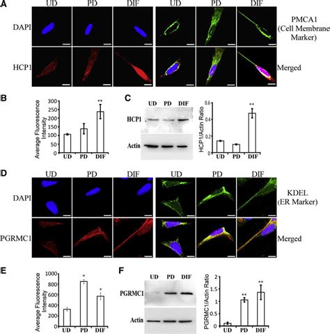 Fully Differentiated SH SY5Y Cells Exhibit Elevated Levels Of The Cell