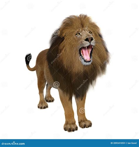 Adult Male Lion Standing and Roaring Stock Image - Illustration of king ...