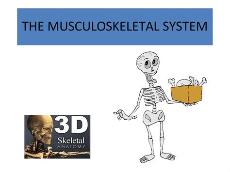 Anatomy Of Musculoskeletal System Pptx