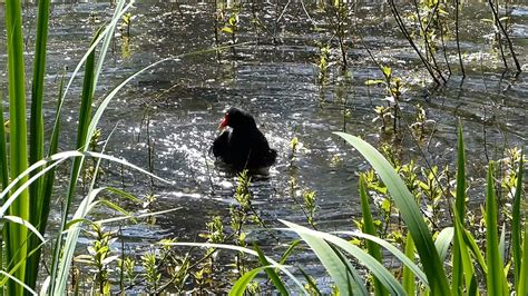 Moorhen, Bird, Avian. Free Stock Video - Pixabay