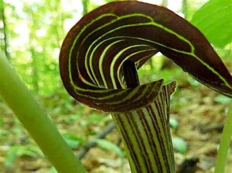 Аризема - Arisaema, уход, размножение, вредители и болезни, описание