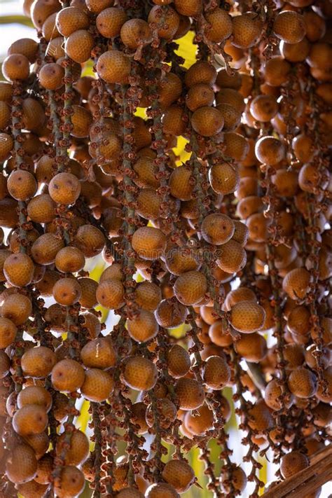 Fruits Of The Buriti Palm Stock Image Image Of Nature 287076209