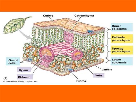 Biology Notes Cell Energy Part 4 Pages Ppt Download