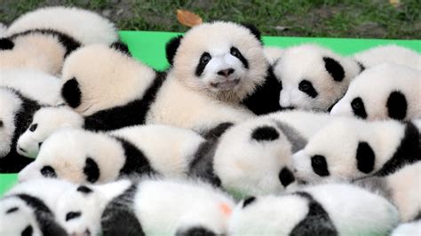 Stop what you're doing and look at these 23 adorable giant panda cubs ...