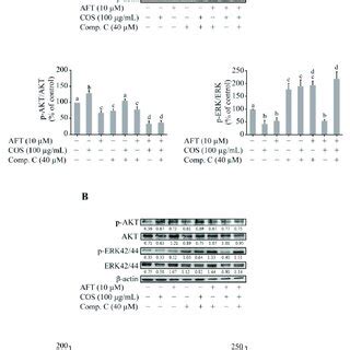 The Effect Of COS On AKT And ERK Phosphorylation A T84 Cells Were