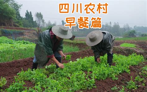 四川人民的硬核早餐，一碗豌豆尖火锅面一碗烫饭，香安逸了 美食作家王刚r 美食作家王刚r 哔哩哔哩视频