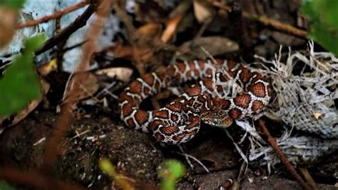 Conoce las serpientes más letales que habitan en Campeche PorEsto