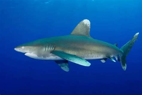 Endangered Sharks: A Crisis in Our Oceans - Nature Roamer