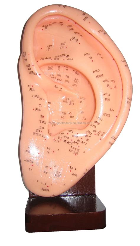 Acupuncture Ear Model-22cm/ Auricular Model - Buy Acupuncture Ear Model ...
