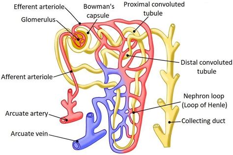 Correctly Label A Nephron And Its Associated Blood Vessels Brainly