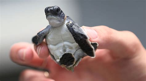 It's been a tough week, so let's look at some baby sea turtles - HelloGigglesHelloGiggles