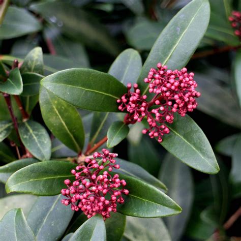 Skimmia Japonica Rubella Arbuste Persistant Mâle à Floraison Rosée