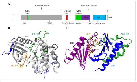 Cells Free Full Text The Role Of Polo Like Kinase 1 In Regulating