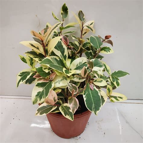 Ficus Benjamina Starlight - Nursery Buy