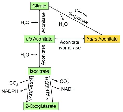 Citrate Branch Of The Tca Cycle Two Separate Enzymes Result In The