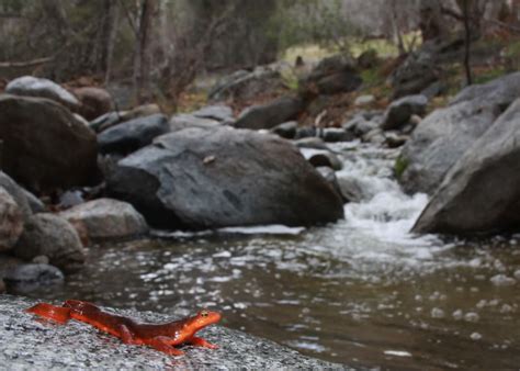 California Newt Facts and Pictures