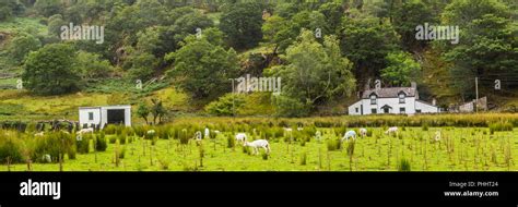 Ancient cottage and sheep Snowdonia NP, Wales, UK Stock Photo - Alamy