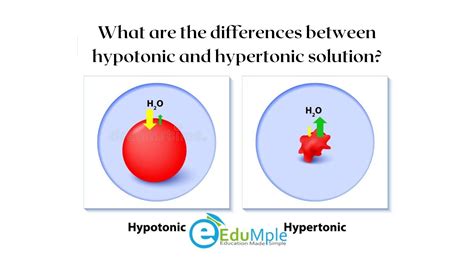 What Are The Differences Between Hypotonic And Hypertonic Solution