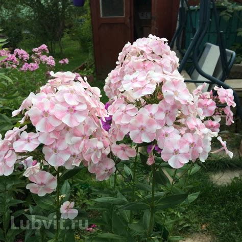Флокс Алиса Фрейндлих