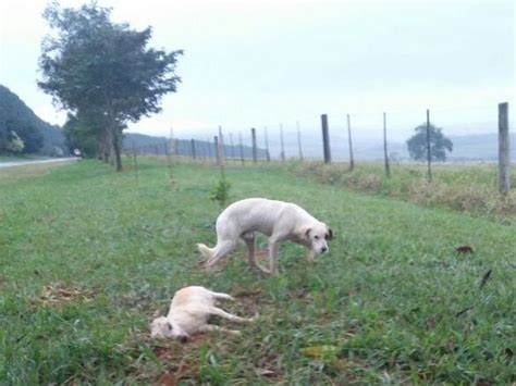 G1 Morador registra cão há dois dias ao lado de amigo que morreu