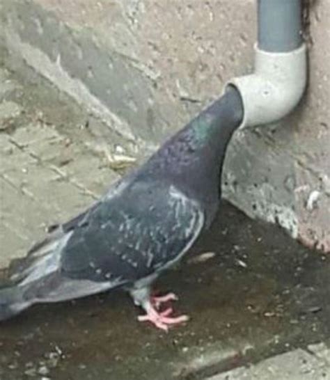 Pin di Elysium P. su pigeon | Foto di animali divertenti, Piccione, Foto di animali buffi