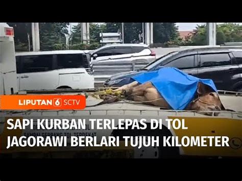 Seekor Sapi Kurban Terlepas Di Jalan Tol Jagorawi Sebabkan Kemacetan