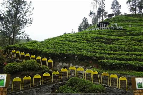 Sirah Kencong Agro Tourism Ticket Prices Attractions Opening Hours