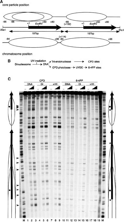 Atpdependent Chromatin Remodeling Facilitates Nucleotide Excision