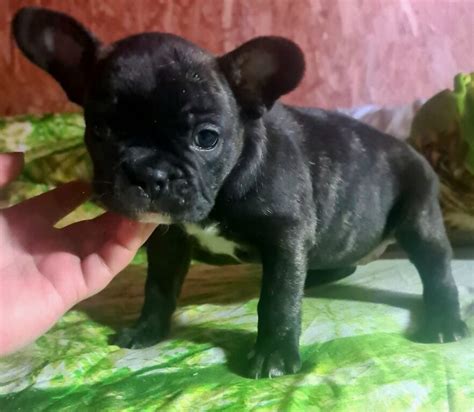 Prantsuse buldog - Soov.ee