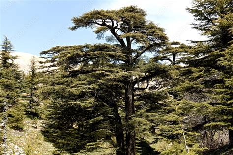 In the Cedars of God Nature Reserve there are remnants of extensive ...