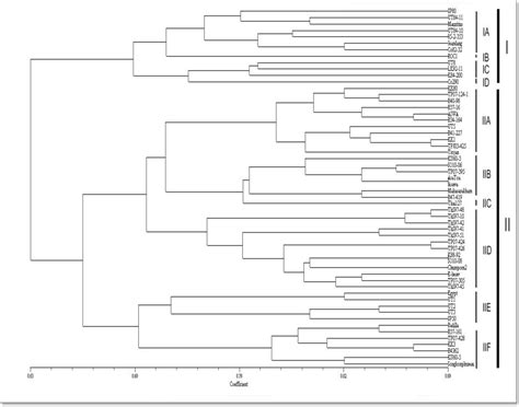 Figure 1 From Genetic Diversity Analysis Of Sugarcane Saccharum Sp