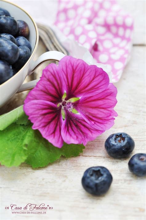 Heidelbeer Joghurt Eis Am Stiel Rezept Casa Di Falcone