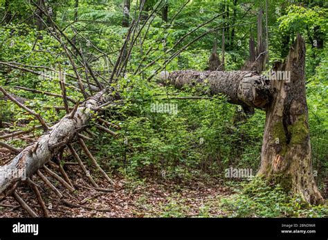 Snapped Tree Trunks Hi Res Stock Photography And Images Alamy