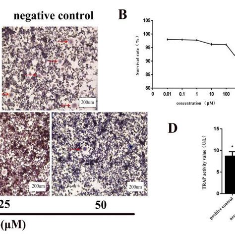 HP Inhibited The Osteoclastogenesis Induced By RANKL A RAW264 7