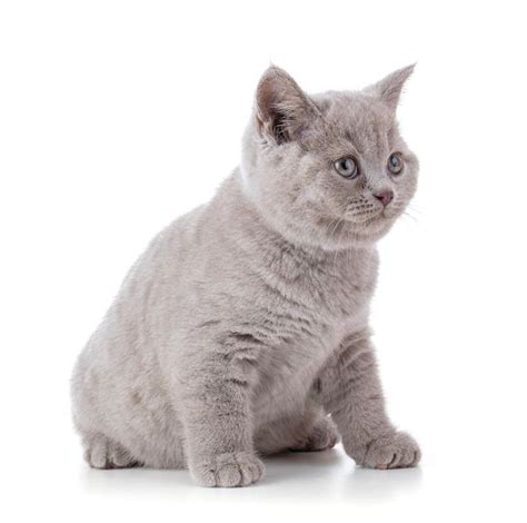 Premium Photo | Cute british kitten