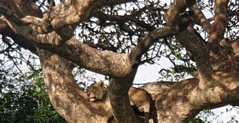 Nairobi National Park David Sheldrick And Giraffe Center Getyourguide