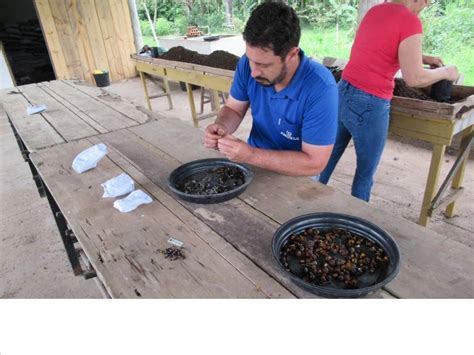 Conheça o Programa de Proteção à Flora Departamento Nacional de