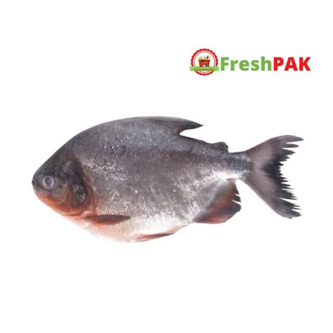 Jual Sayurjm Ikan Bawal Tawar Segar 500gr Ikan Segar Shopee Indonesia