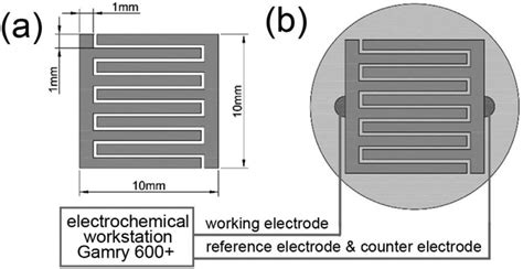 Schematic Diagram In Illustrating Two Electrode System Used For In Situ