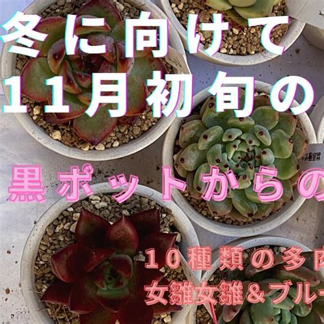 【多肉植物】11月初旬の多肉事 モンテッソーリ教育を学びながら子育てand多肉植物が好きな46歳、第三子を43歳 体外受精で出産し、職場復帰しました。