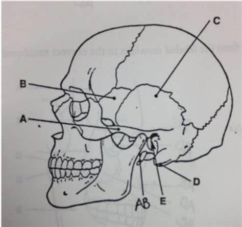 Skull And Facial Flashcards Quizlet