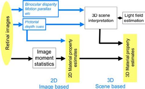 Interpretation Stage Of Perception The Difference Between Perception