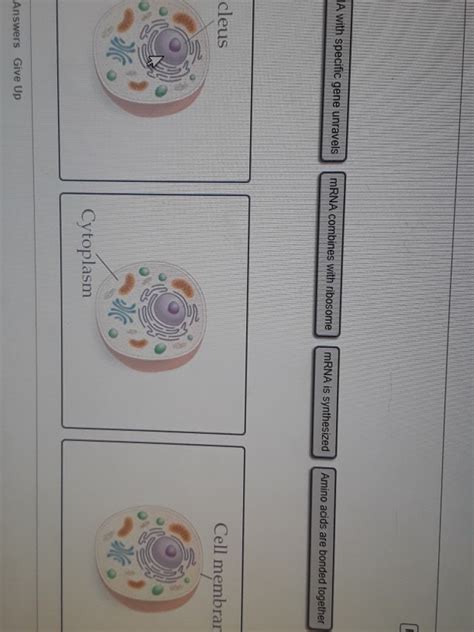 Solved where does each stept of protein synthesis occur in | Chegg.com 