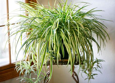 5 Plantas Que Debes Tener En Casa The Tai Spa Blog