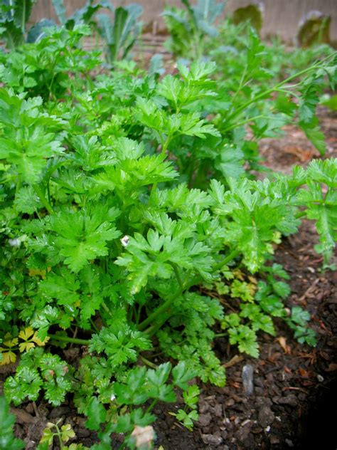 Parsley In Garden Cook With What You Have