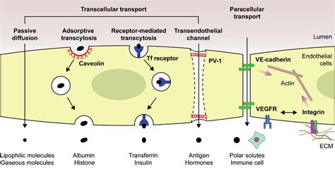 Transendothelial Transport Regulated By Membrane Proteins Membrane